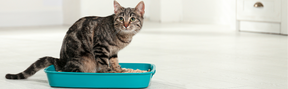 Gato atigrado sentado en una caja de arena rectangular turquesa sobre fondo blanco