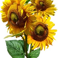 Mammoth Grey Stripe sunflower seeds for planting growing gardening to plant sow sew