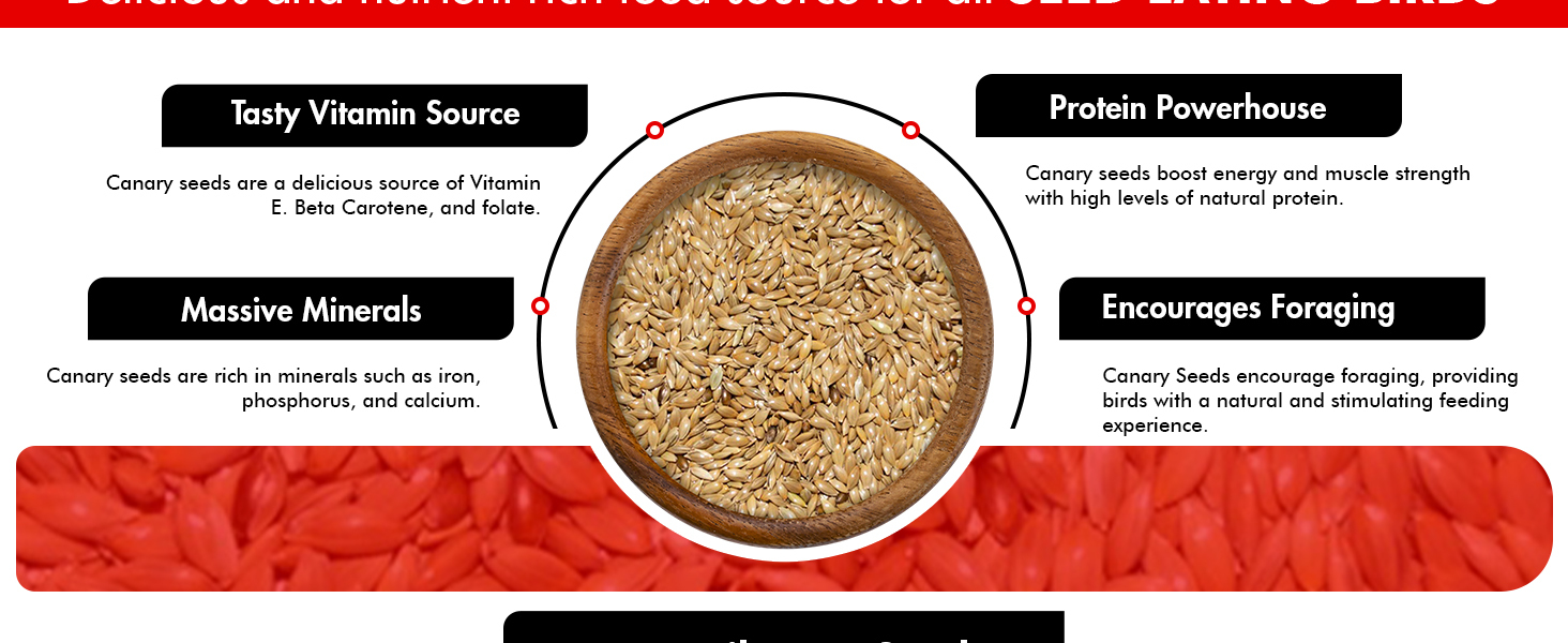 Canary seed for birds