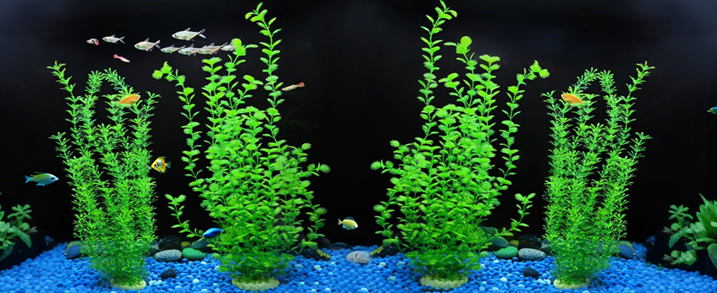 aquarium plants