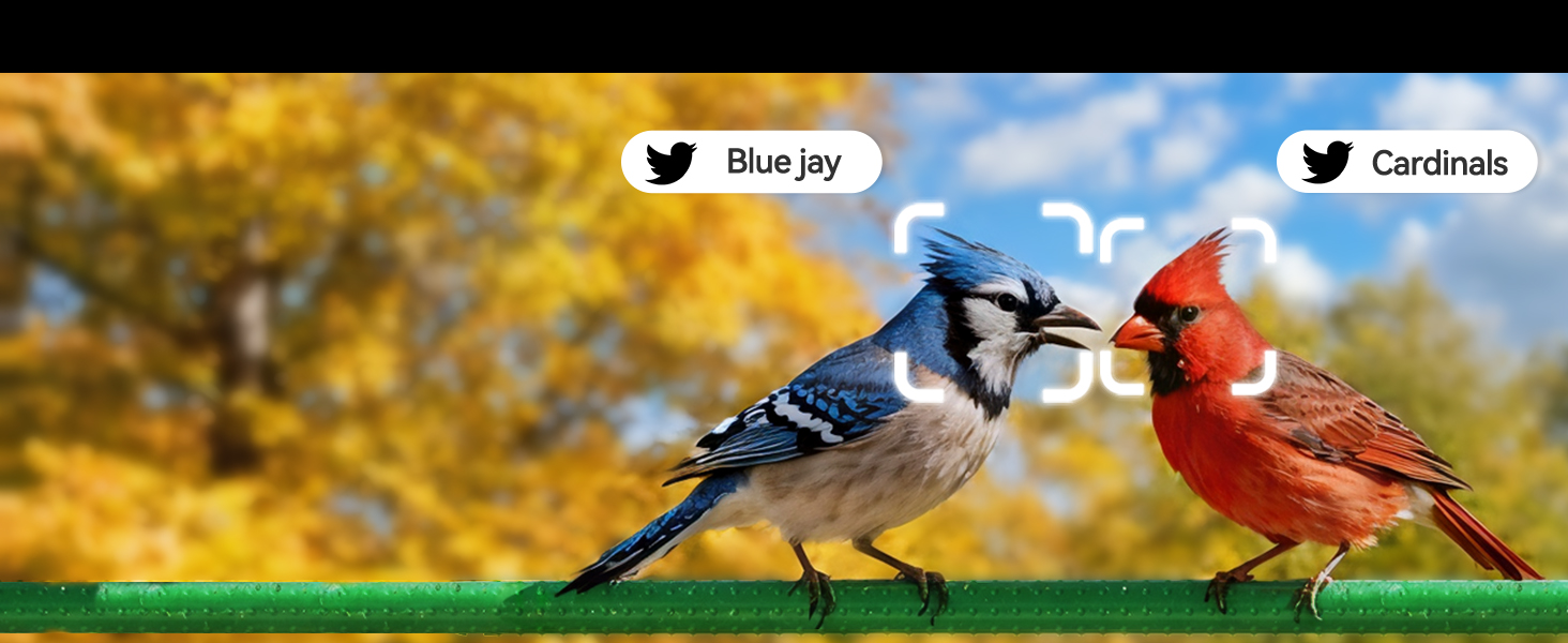 bird feeder with camera/window bird feeder/bird feeders/smart bird feeder with camera