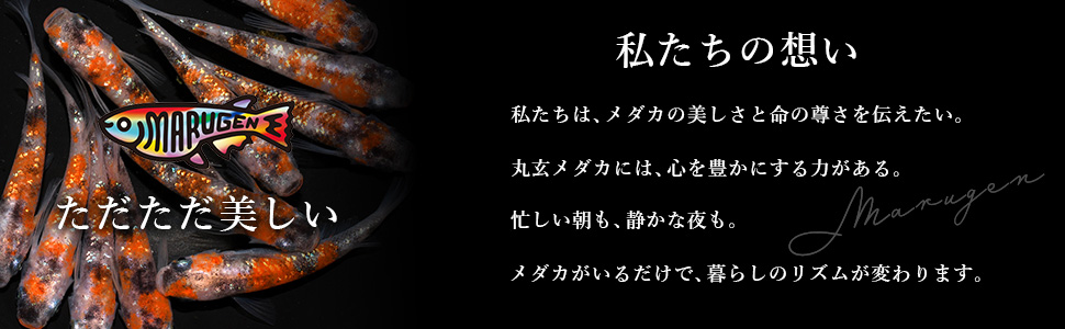 枯れた花に涙を 1.2巻 限定版セット 屋敷シマ「憐れなβは恋を知らない」完結セット - メルカリ