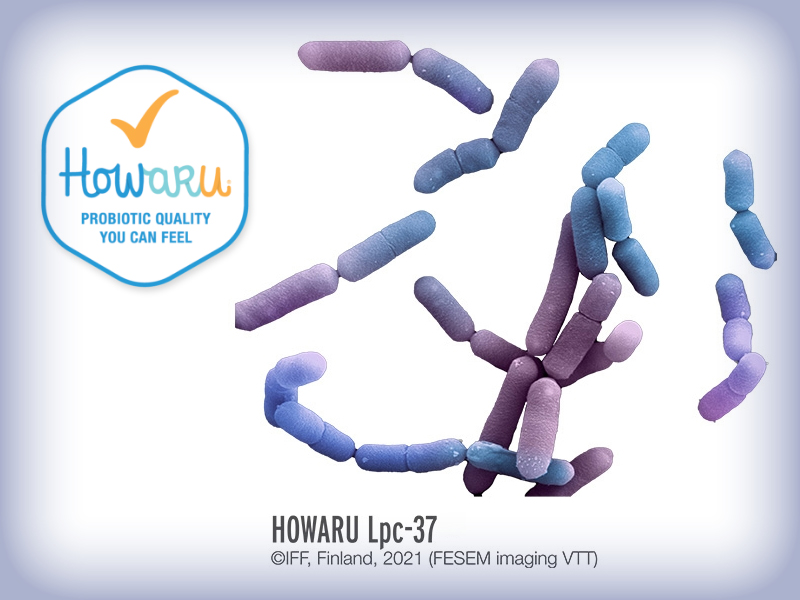 lpc-37 brain bacteria