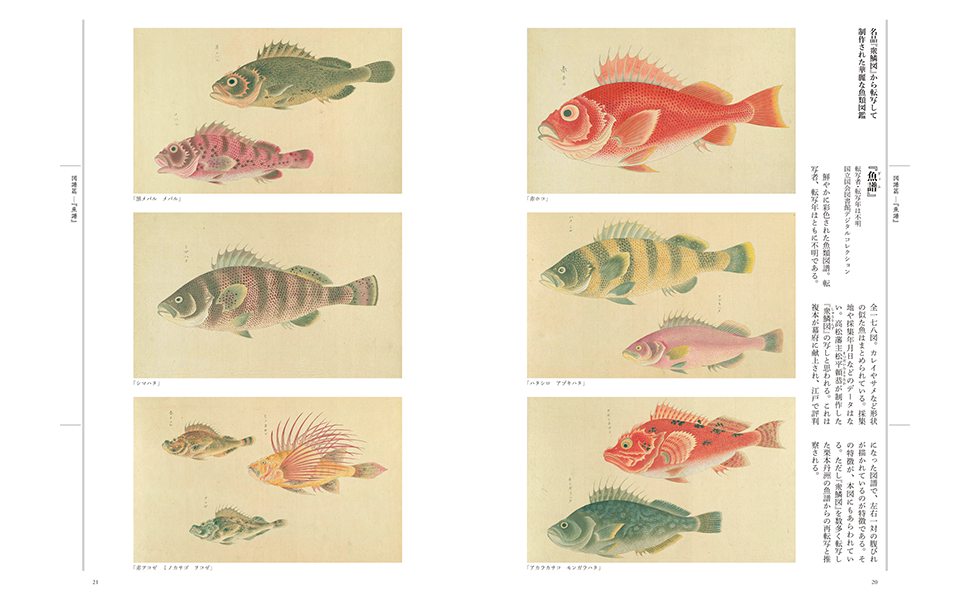 江戸の図譜 魚 | 狩野 博幸 |本 | 通販 | Amazon