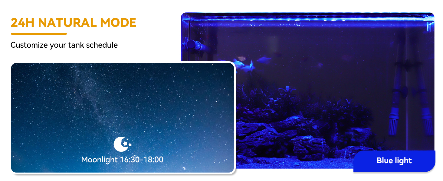 fish light