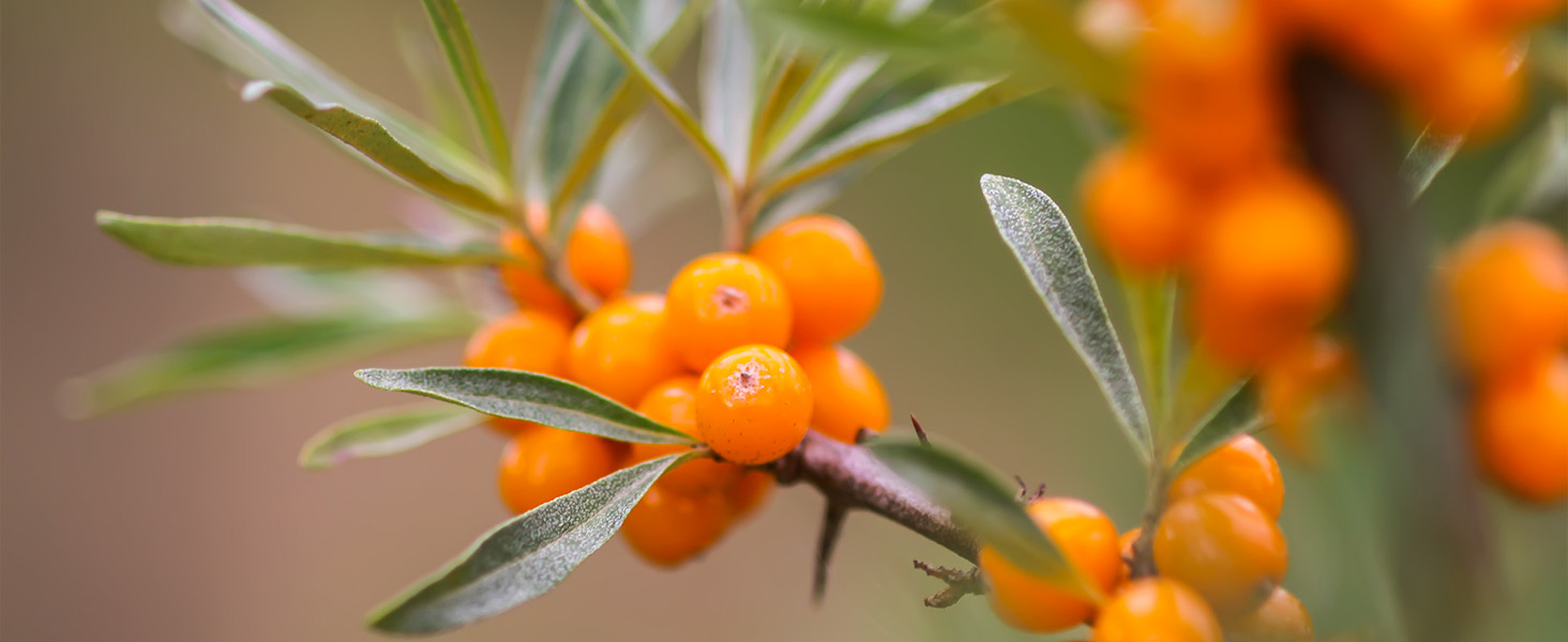 INGREDIENT - SEA BUCKTHORN