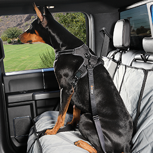 restraining pets the vehicle safe avoid Protect pup passengers unrestrained ten pound dog traveling