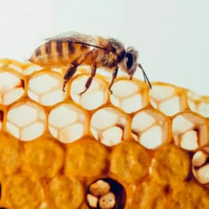 Propolis Fights free radicals and is antimicrobial and exfoliates skin
