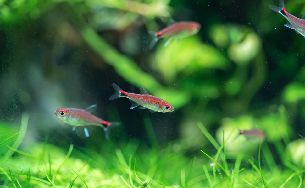 Unterwasserszene mit kleinen, farbenfrohen Fischen, die zwischen grünen Wasserpflanzen in einem Süßwasseraquarium schwimmen
