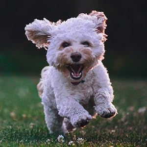 happy dog running