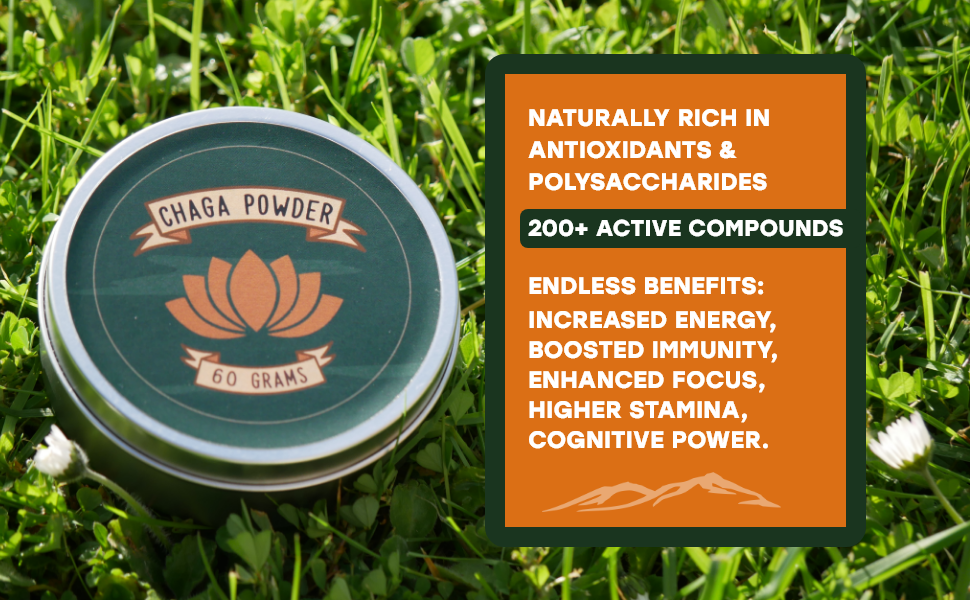 100% pure uk chaga mushroom powder organic chaga chunks for tea and coffee mushroom tea alternative