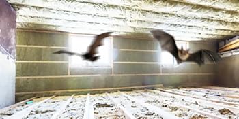 Bat Repellent in Attic