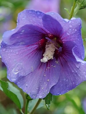 パープルローズ Amazon.com : 2 Gallon Proven Winners Paraplu 'Violet