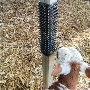 Cattle, horses, sheep, dogs scratching brush