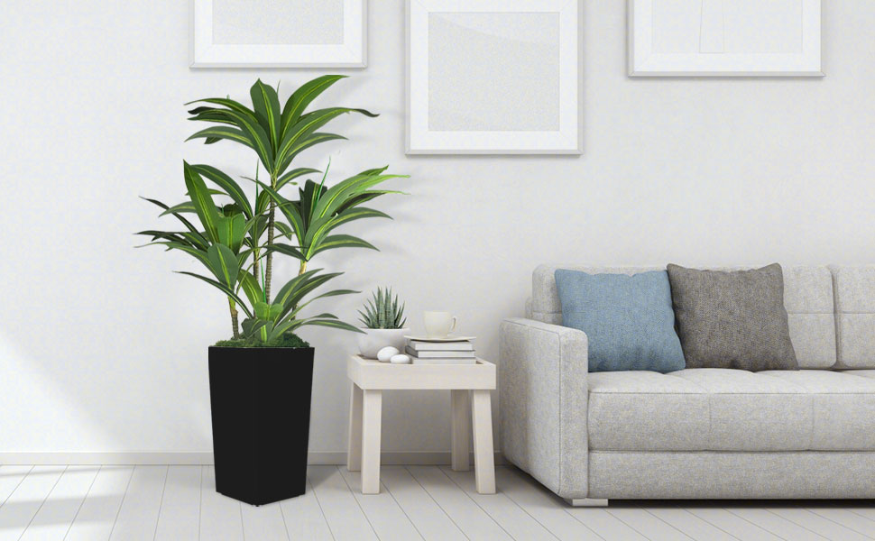 tall plants for entry