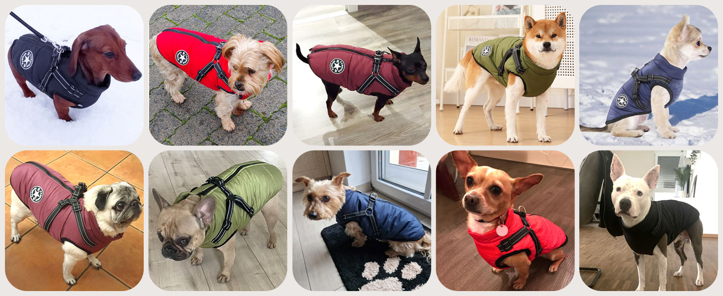 dog coat with harness