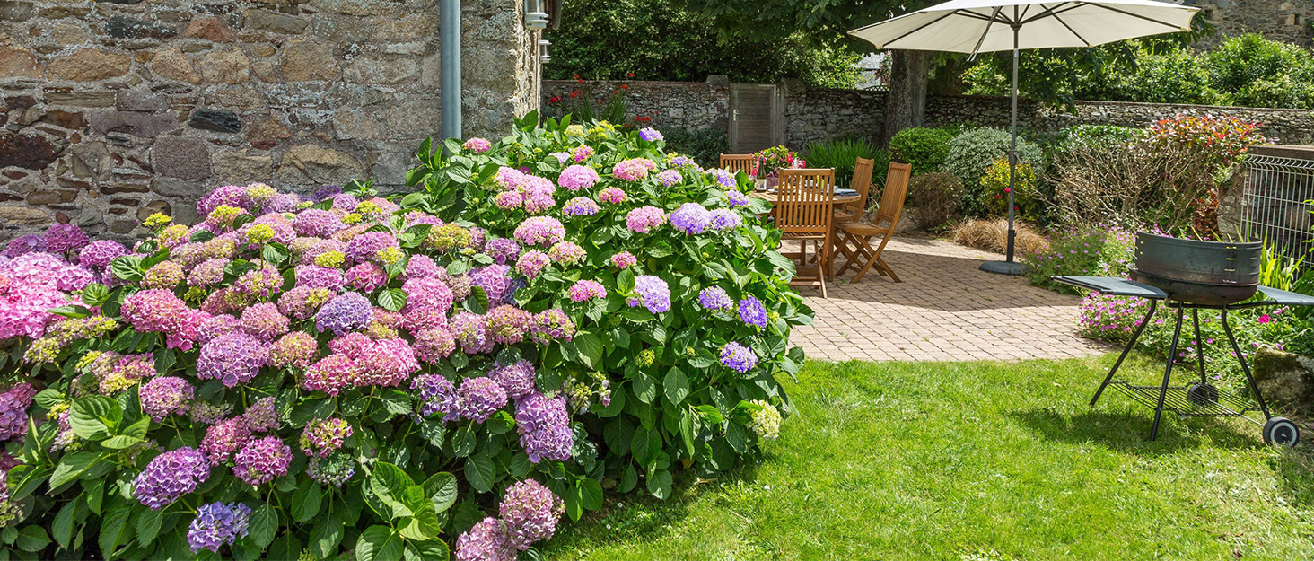 ficus tree fertilizer npk 3-1-2 fertilizer fiddle leaf fig food water storing absorbing crystal