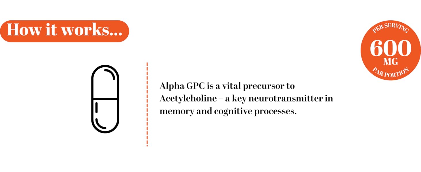 Alpha GPC a precursor to Acetylcholine – a key neurotransmitter in memory and cognitive processes.