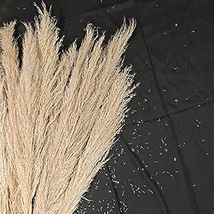 pampas grass decor