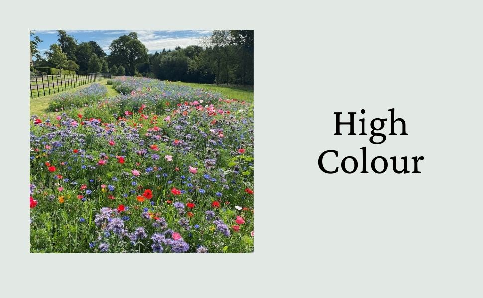 Bees & Butterflies Wildflower Seeds to Scatter for an Easy to Grow High