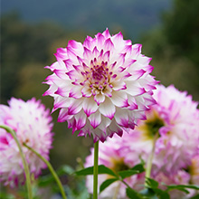 ダリア百科　園芸本　花づくり　花作り　日本ダリア会 明日から【ダリア展】開催です！ | 百合が原公園