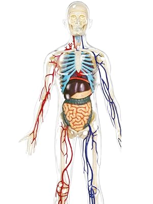 Explora - torso - anatomia del corpo umano - 546080 - modello realistico di  54