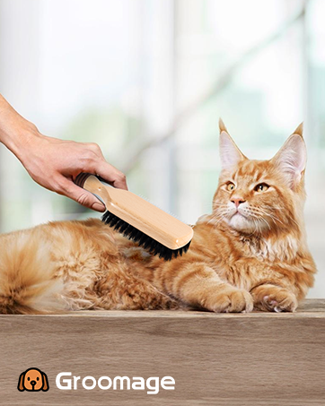 brush for cats