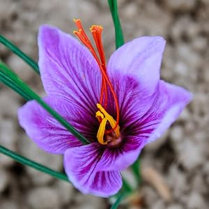 Small manufacture image 5