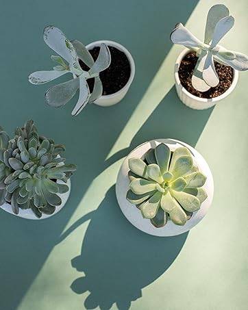 Peat Pots