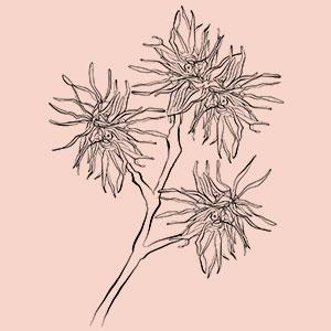 Clear Skin Kit Exfoliates dead skin dark spots Detoxifies your skin Antioxidants Acne Breakouts