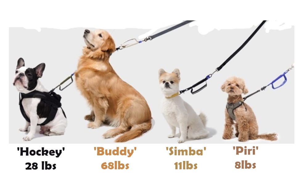 Carrotez Short Bungee Dog Leash Extension for Large Medium