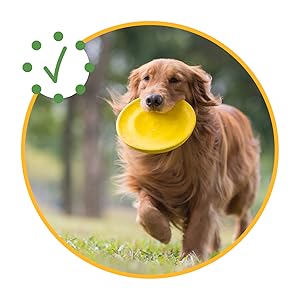 Happy Dog