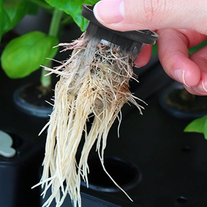Sistemas de cultivo hidropónico