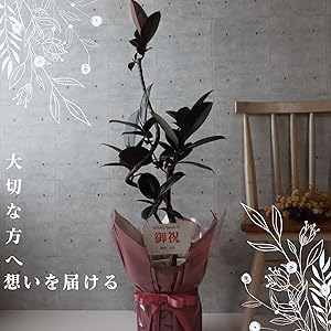 Amazon｜フィカス バーガンディ 曲がり 仕立て 7号 クロゴム