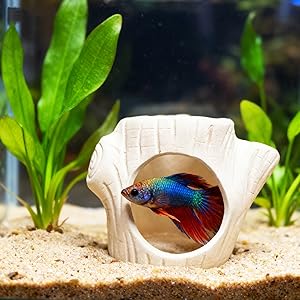 betta fish tank use