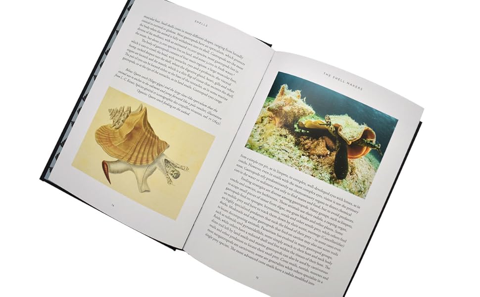 Shells: A Natural and Cultural History: Moretzsohn, Fabio