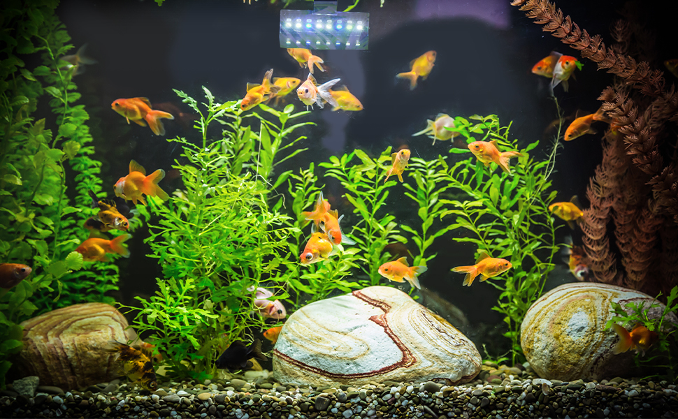 Beleuchtetes Aquarium mit diversen Fischen, Grünpflanzen und Ziersteinen. Im gut beleuchteten Aquarium schwimmen mehrere Goldfische zwischen der Vegetation