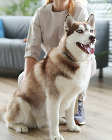 orthopedic dog bed