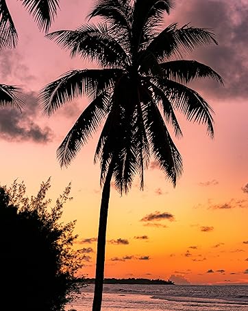 PALM TREE