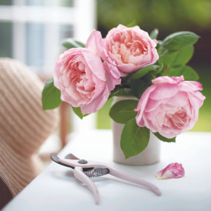 white and faded, peonies photo