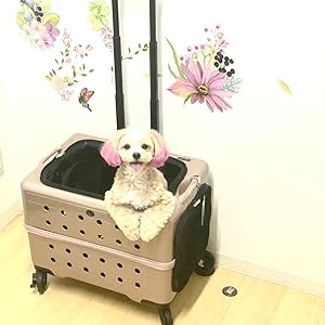 Rui and Aguri ペット用キャリーケース Amazon | (ルイアンドアグリ) RUI&AGURI ペットキャリー ハード