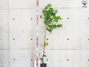 Amazon.co.jp: ぶどうの苗 品種：マスカット オブ
