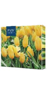 PAW Decor Collection