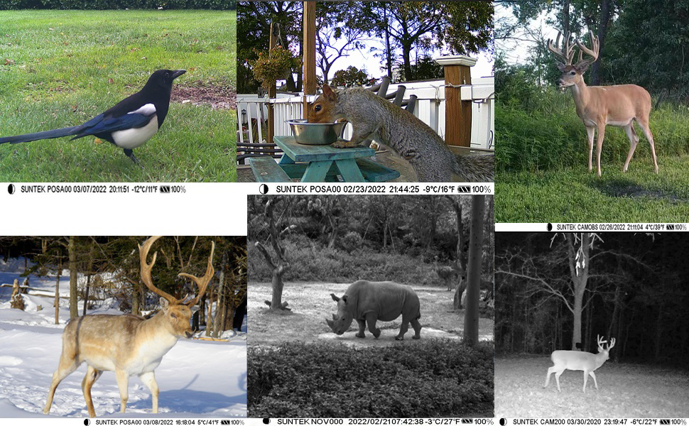 a collage of photos of animals and birds.