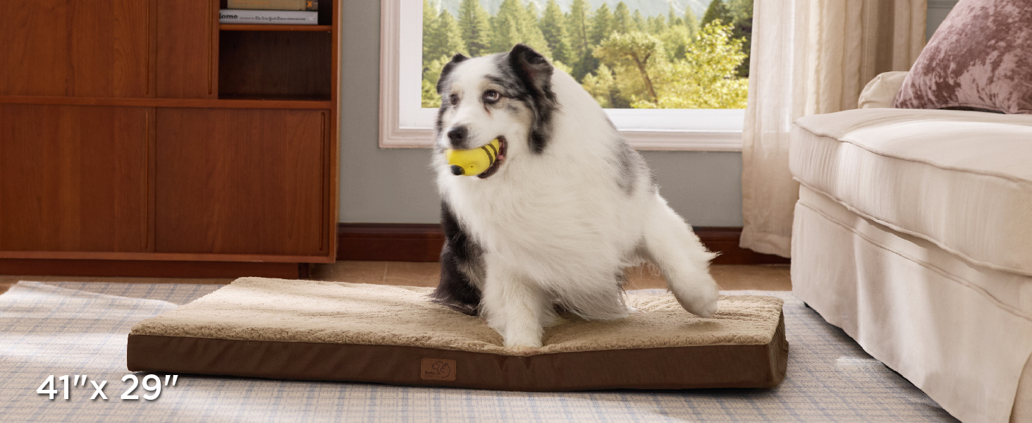 dog bed