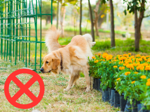 dog anti marking