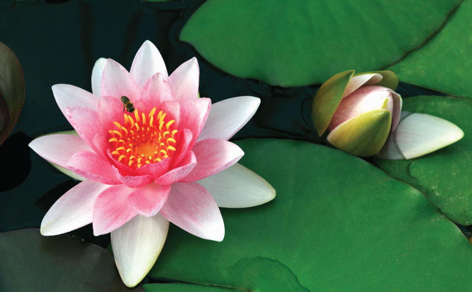 The Pond Guy has been helping pond, lake and water garden customers in 50 states for over 26 years.