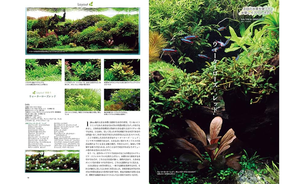 僕たちの好きな水草_1