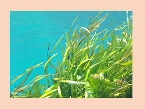 SUGAR Coffee Culture Eye Firming Cream