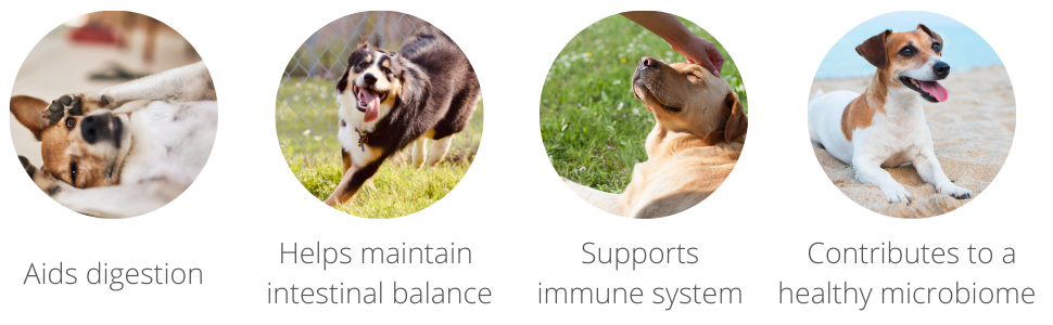 digestion balance immune system microbiome